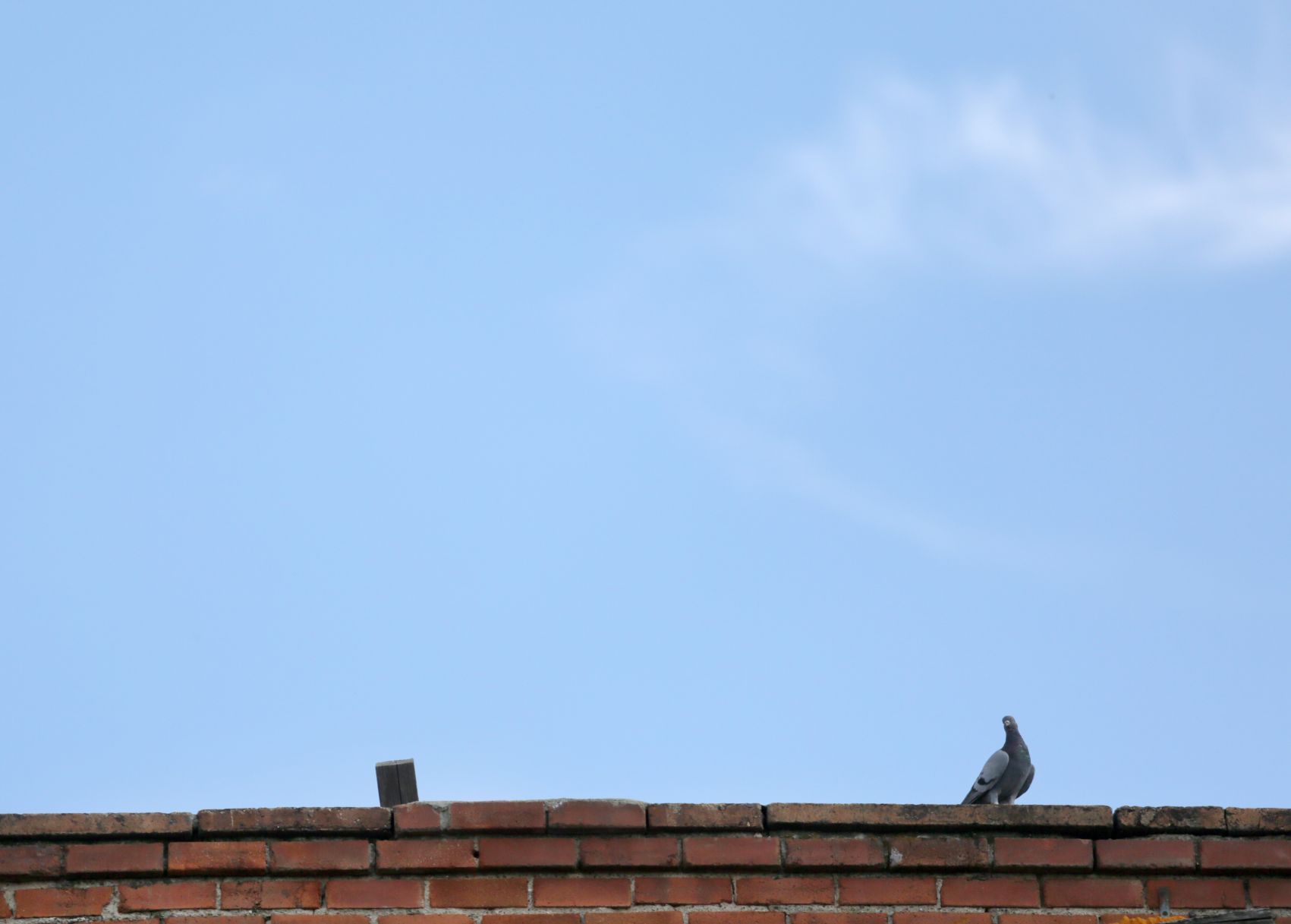 Lone pigeon
